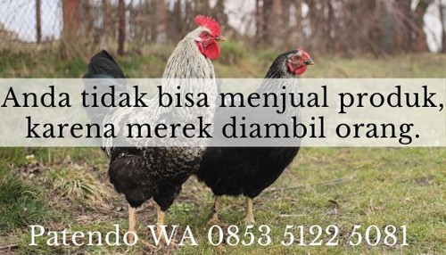 bisnis ayam potong2