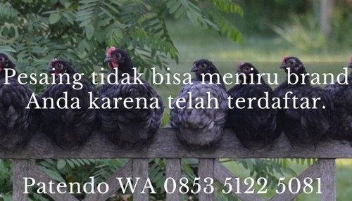 bisnis ayam potong3