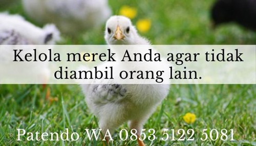 bisnis ayam potong6